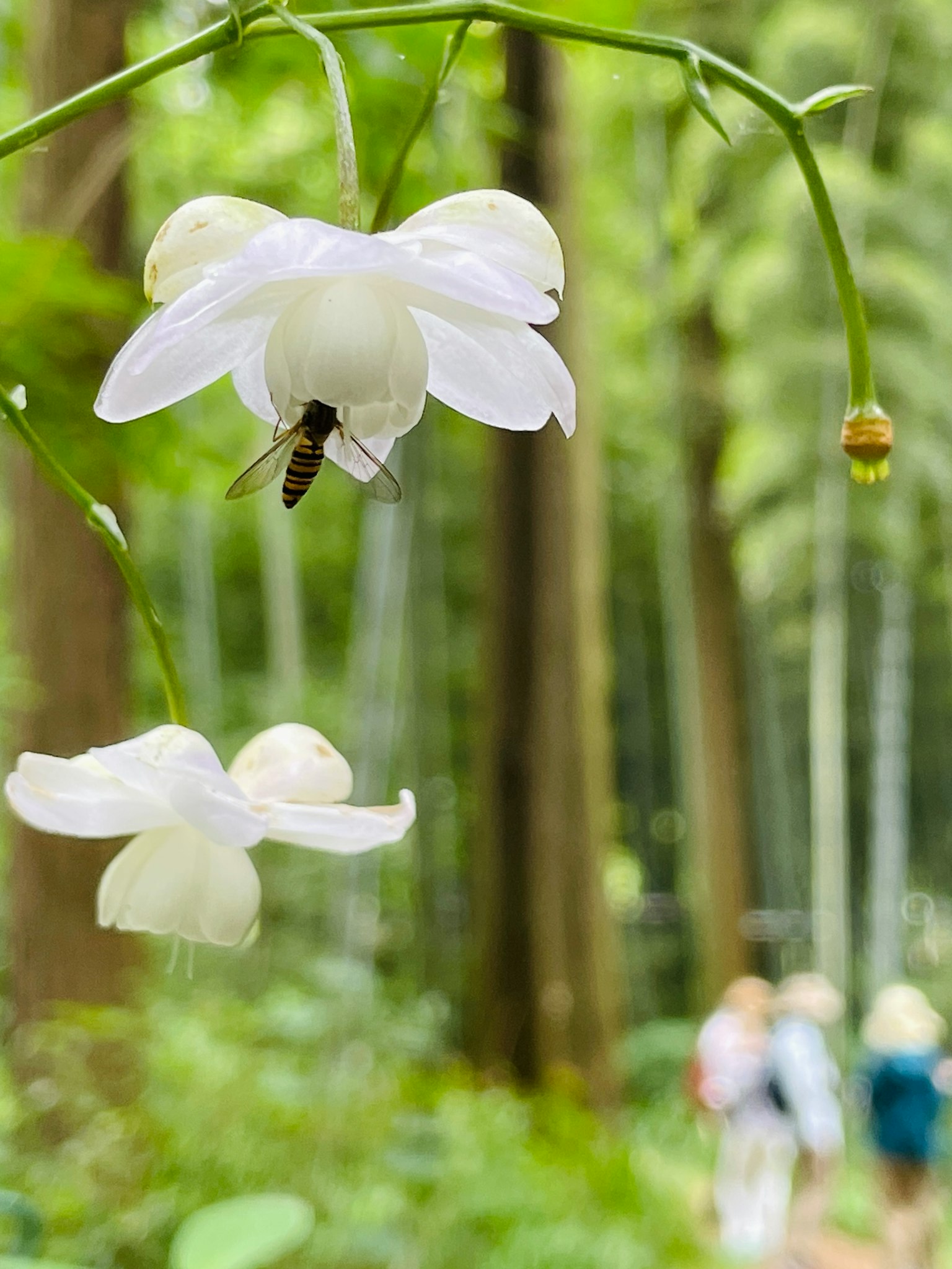 Gros plan sur des fleurs blanches avec une abeille dans une forêt verdoyante