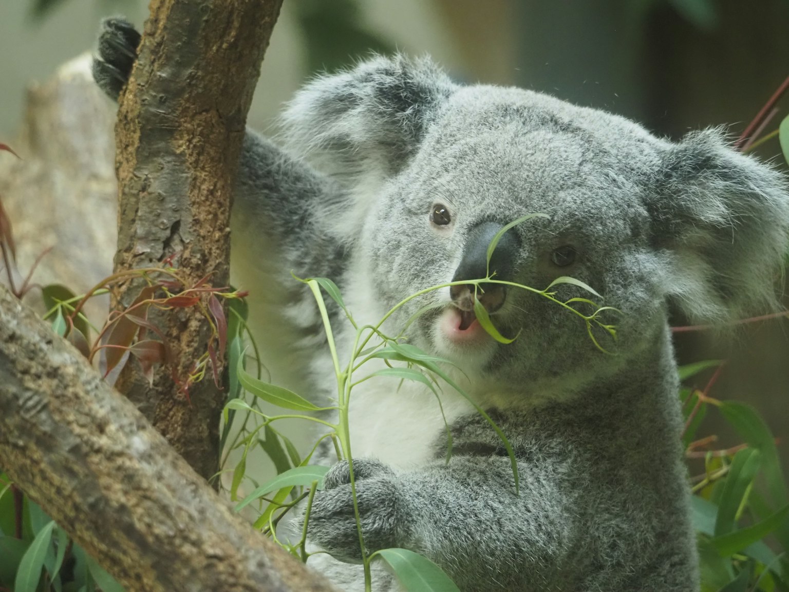 A koala eating leaves while perched on a tree branch