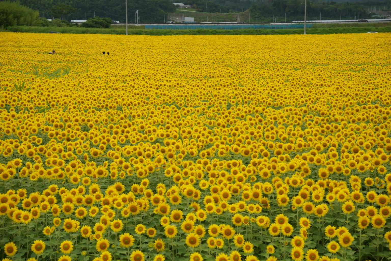 Campo di girasoli vibrante in piena fioritura