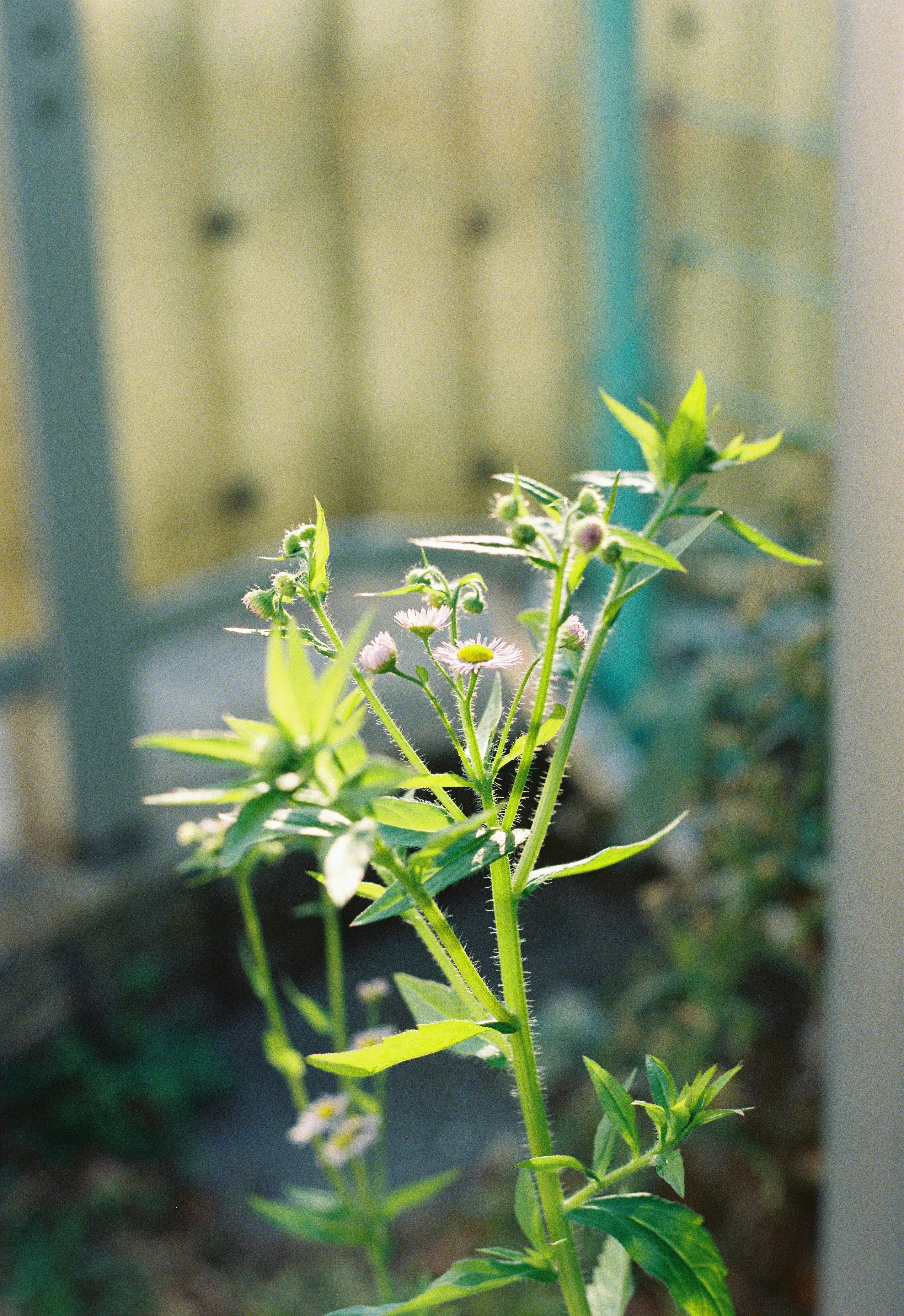 木製フェンスの前で揺れる若い草花のアップ