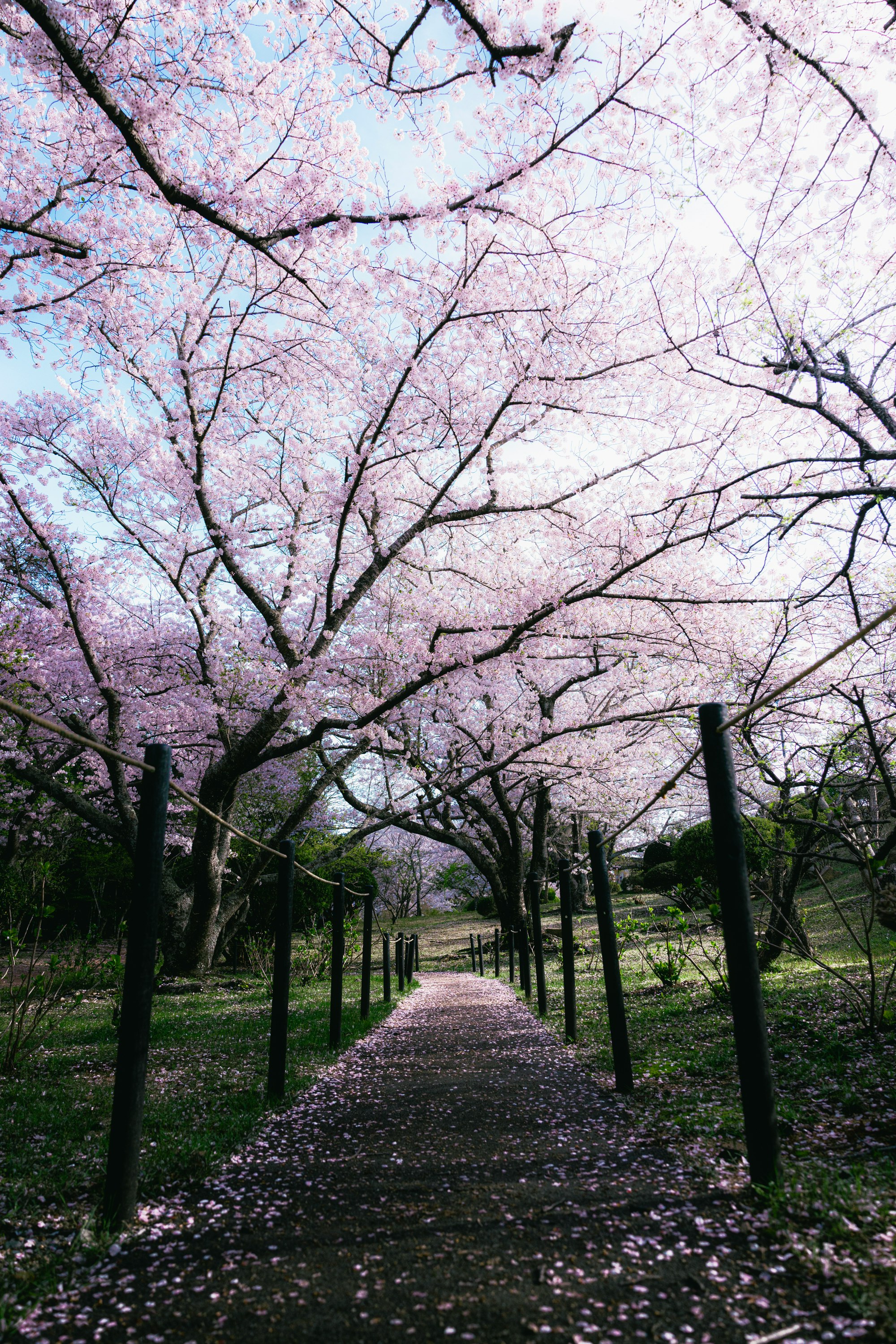 allée de parc sous des cerisiers en fleurs avec des pétales au sol
