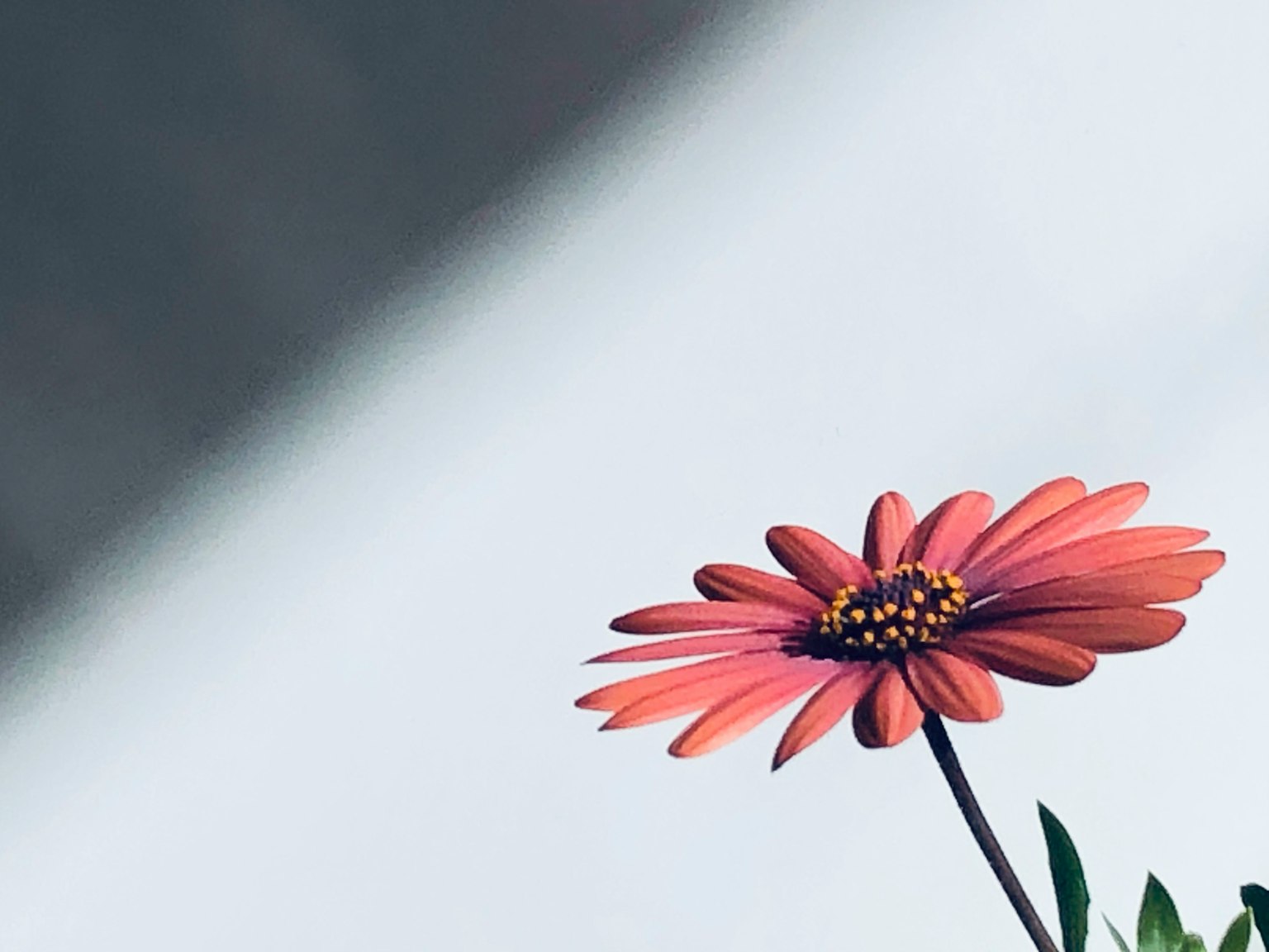 Pink flower against a white background