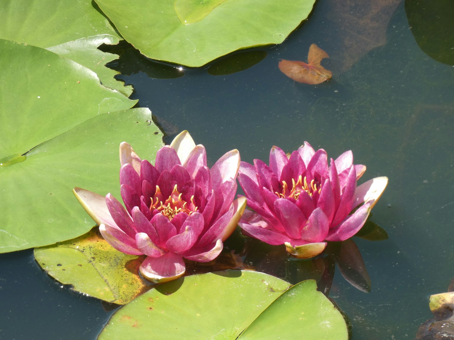Belle ninfee rosa che galleggiano sulla superficie dell'acqua