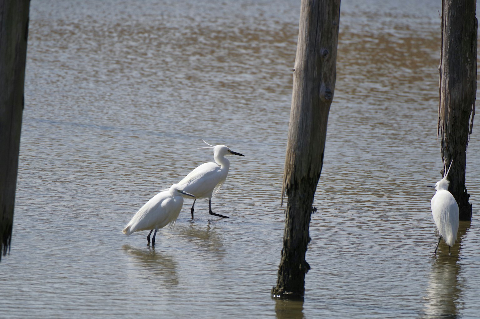 Aigrettes blanches se tenant dans l'eau peu profonde près de poteaux en bois