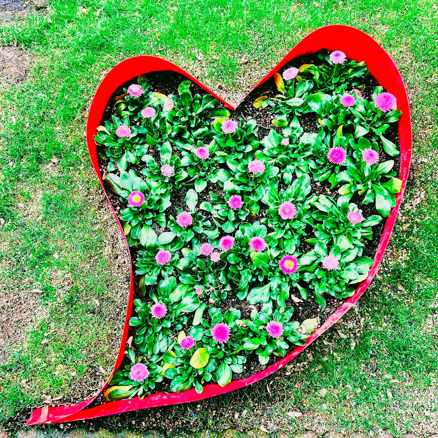 Un parterre de flores en forma de corazón rojo lleno de hojas verdes y flores rosas
