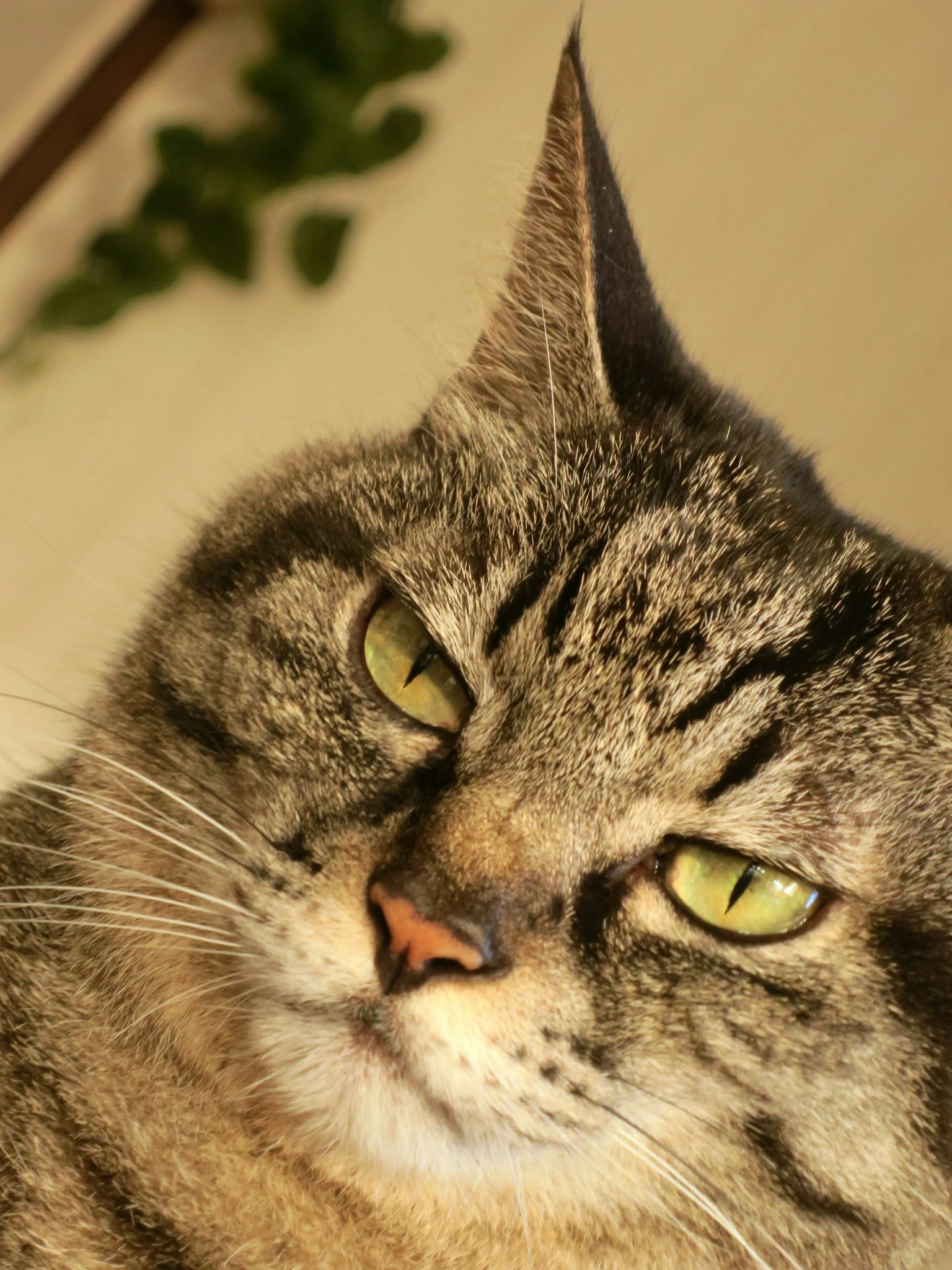 猫的特写照片，具有条纹毛皮和绿色眼睛