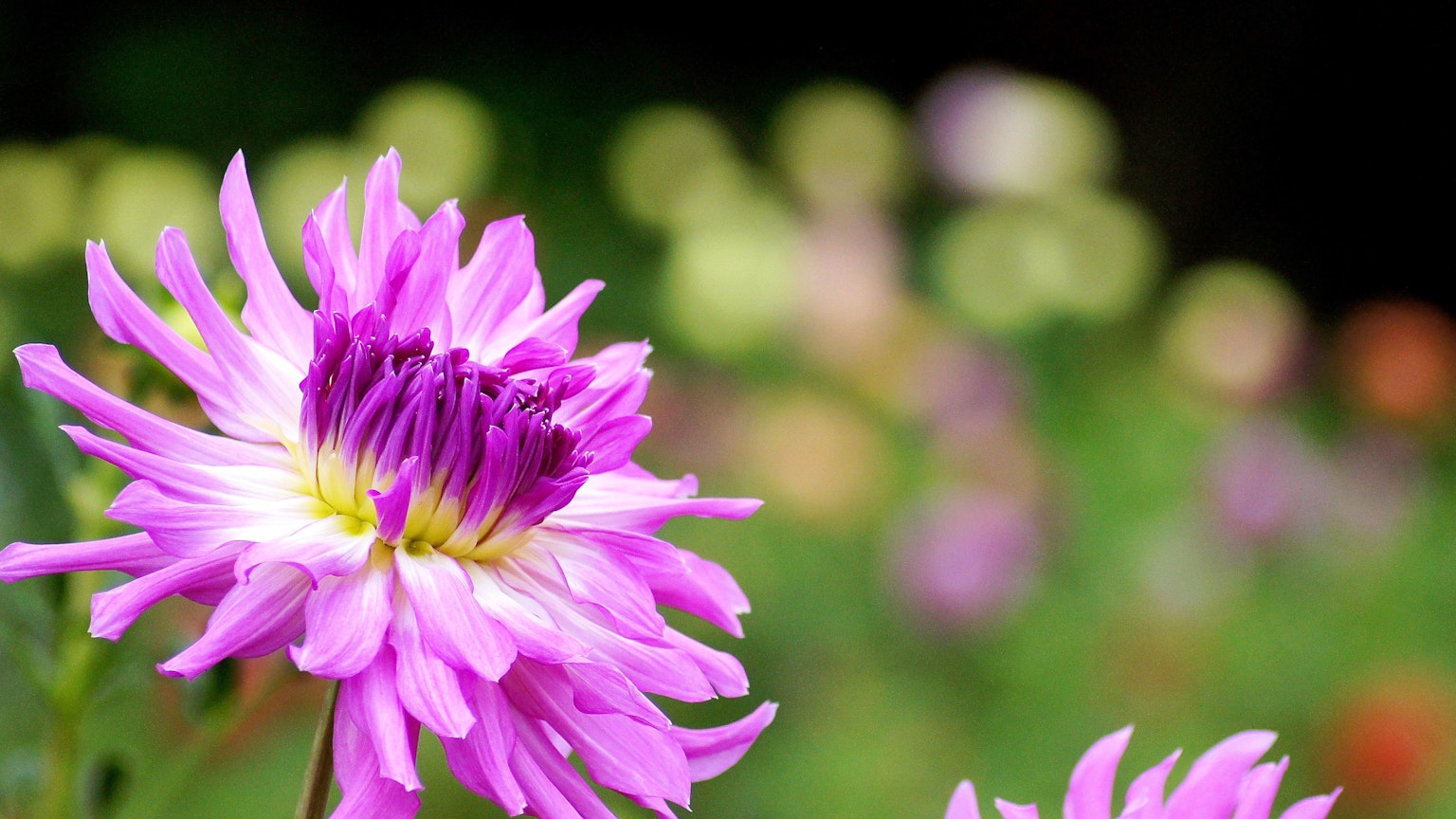 Lebendige pinkfarbene Blume im Vordergrund mit unscharfem Hintergrund aus bunten Blumen