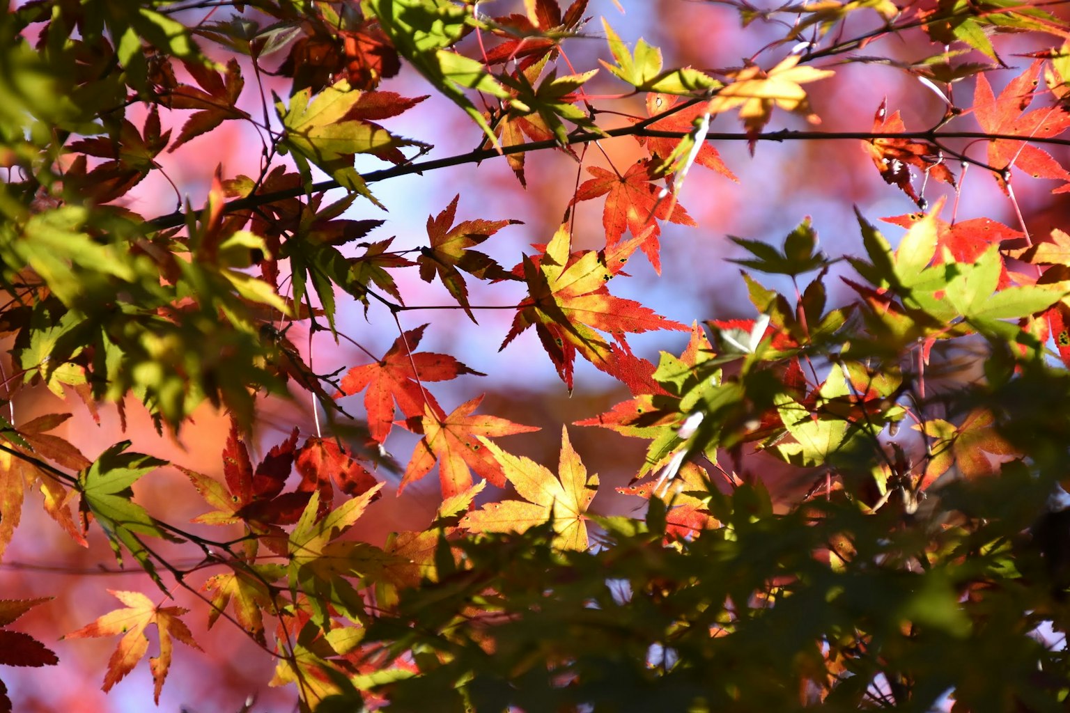 Feuilles d'automne vibrantes aux teintes rouges et vertes