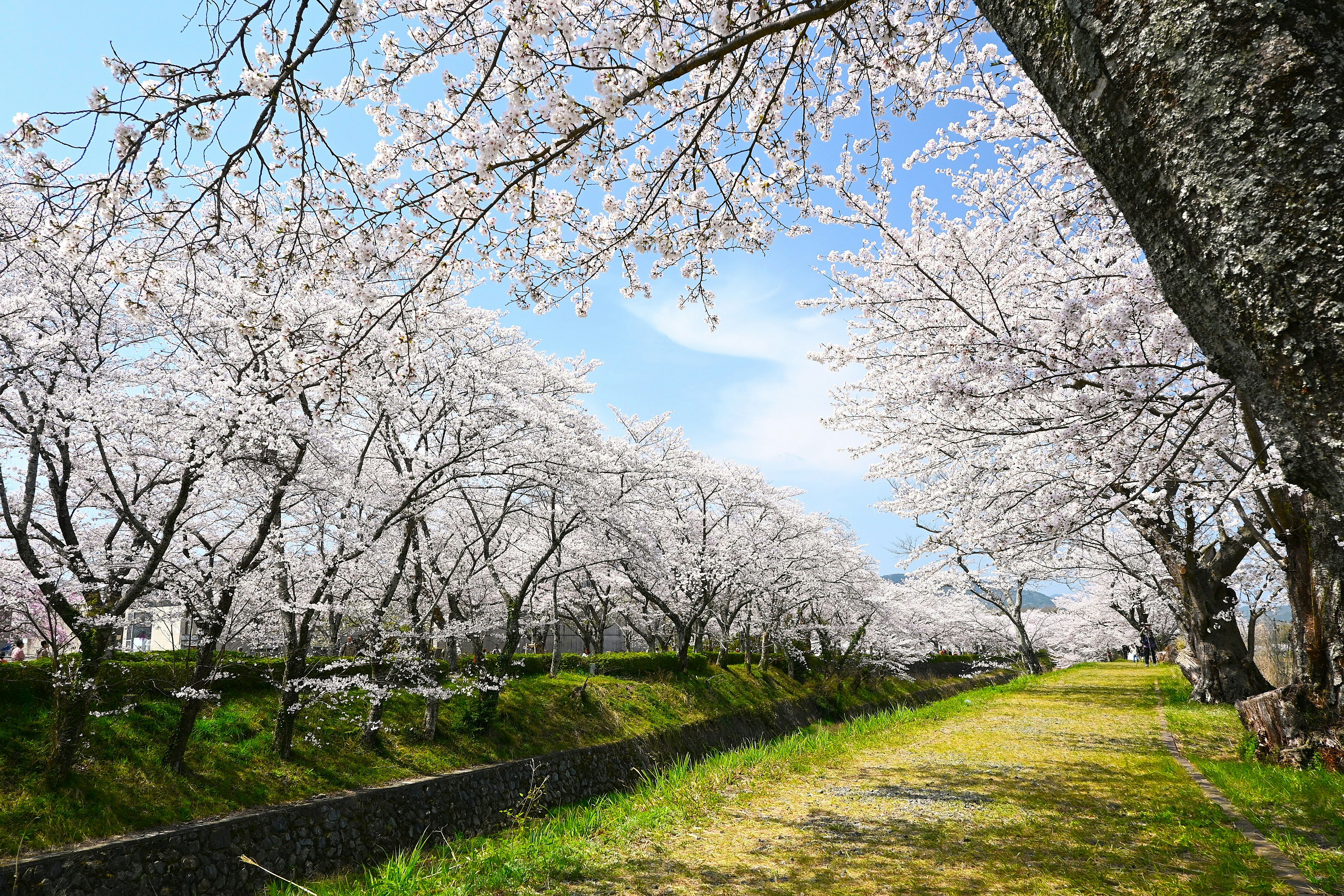 七谷川沿いの桜並木