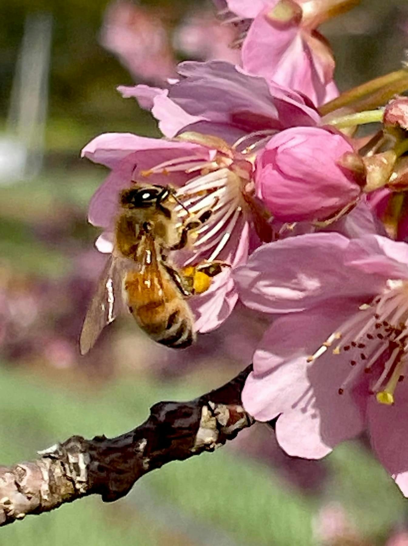 河津桜の花に蜜蜂が集まる様子