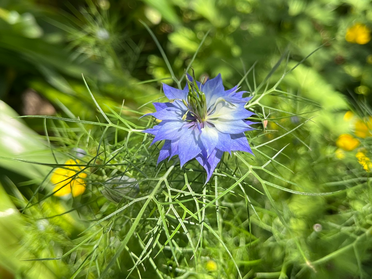 Close-up of a blue flower with delicate green leaves