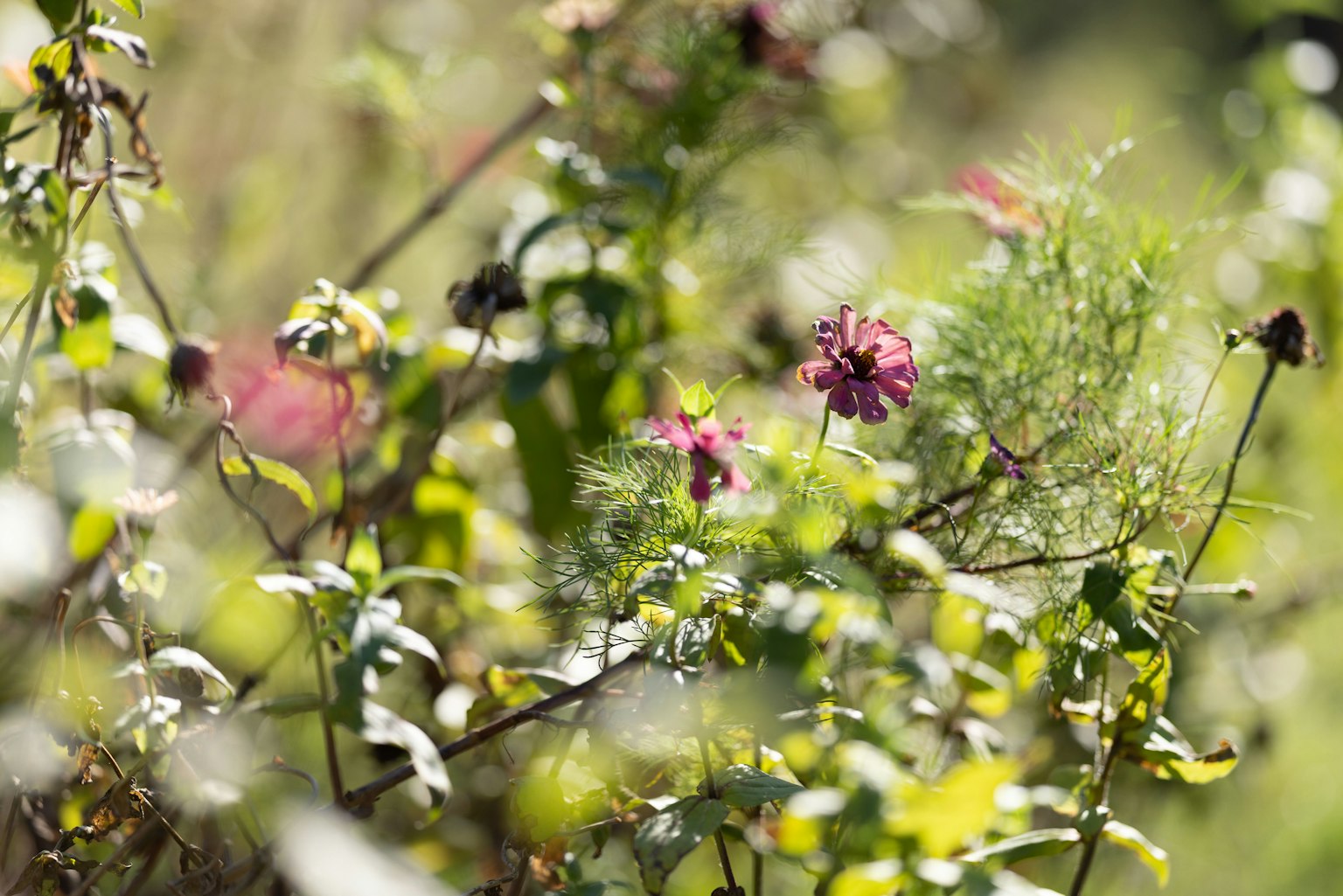 Kedekatan bunga cerah di antara dedaunan hijau yang subur