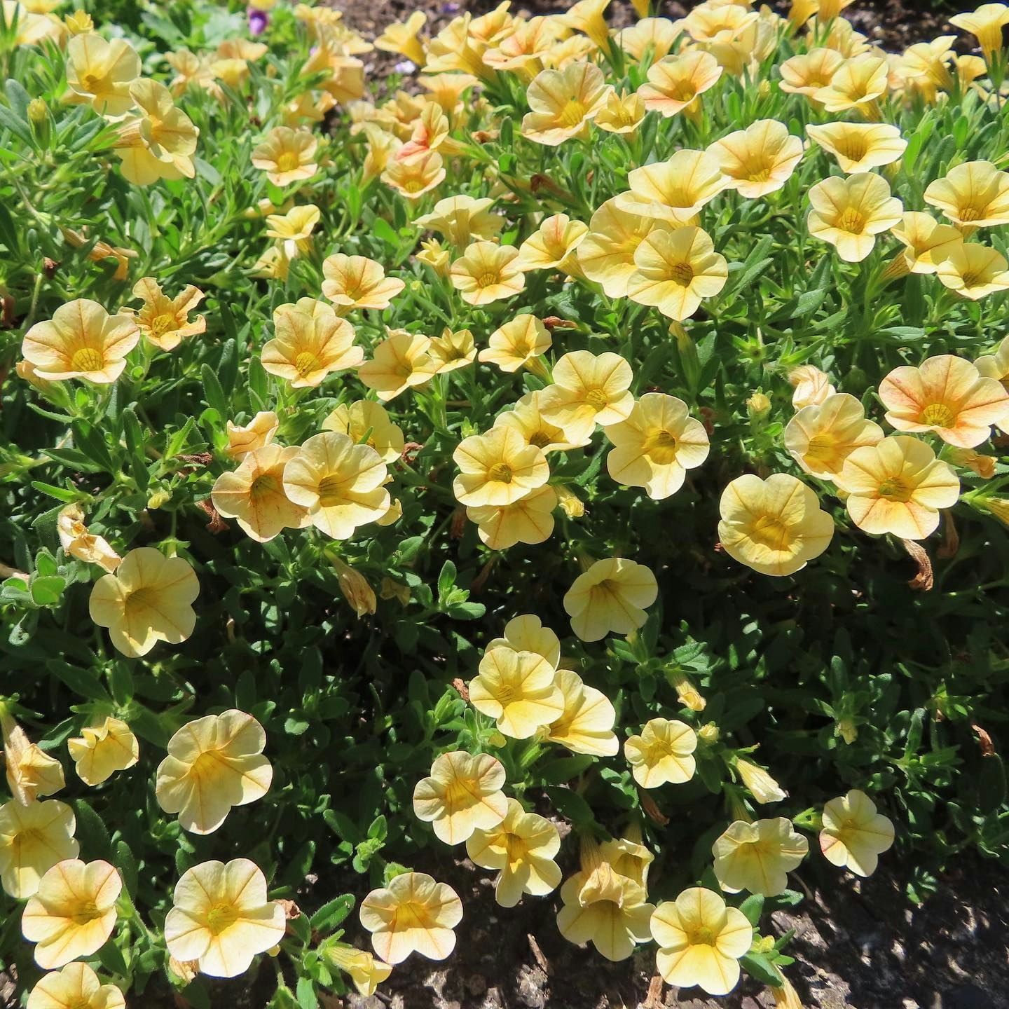 黄色い花が咲き誇る花壇の草花