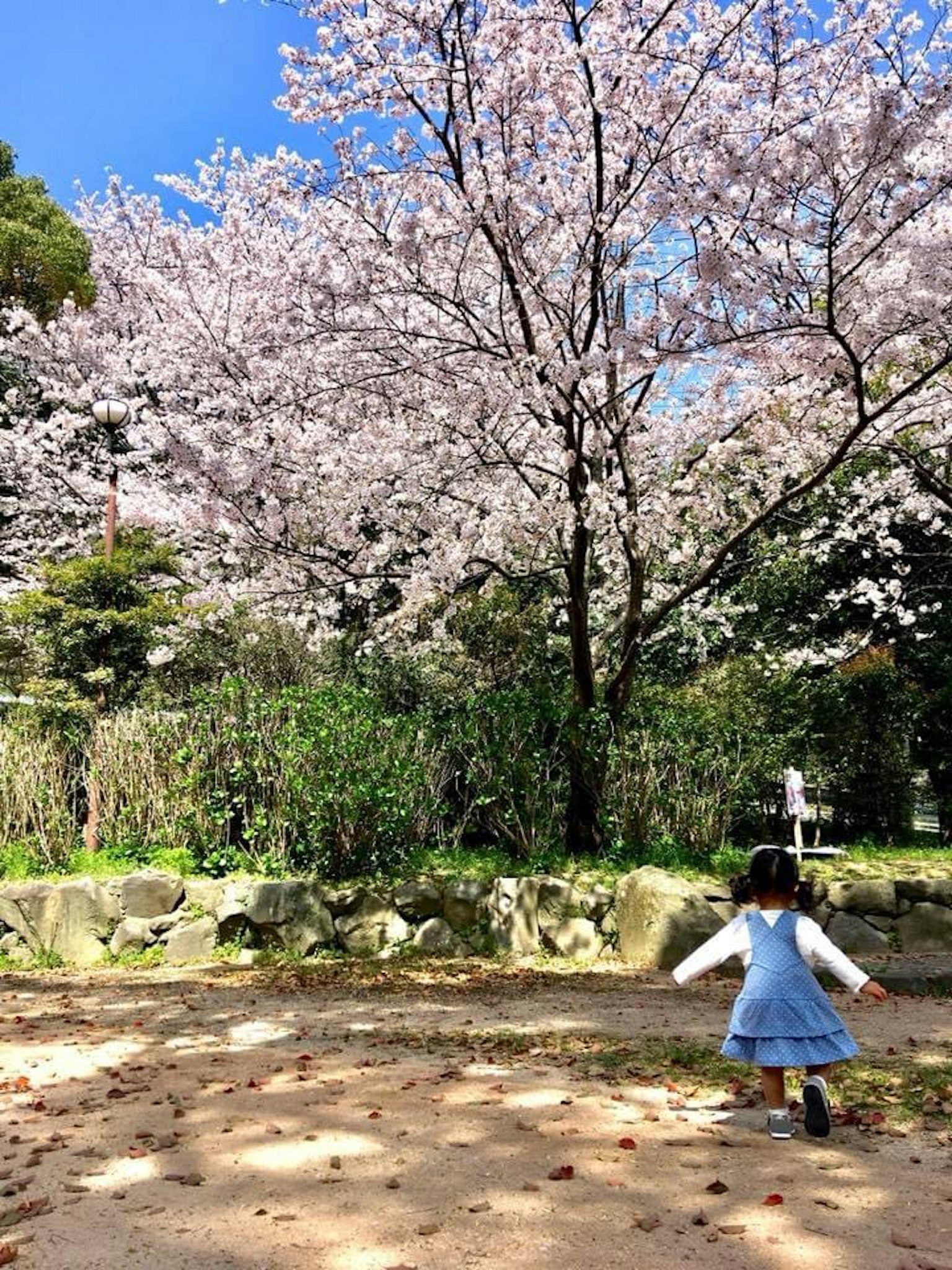 Un bambino che gioca in un parco sotto un albero di ciliegio in fiore