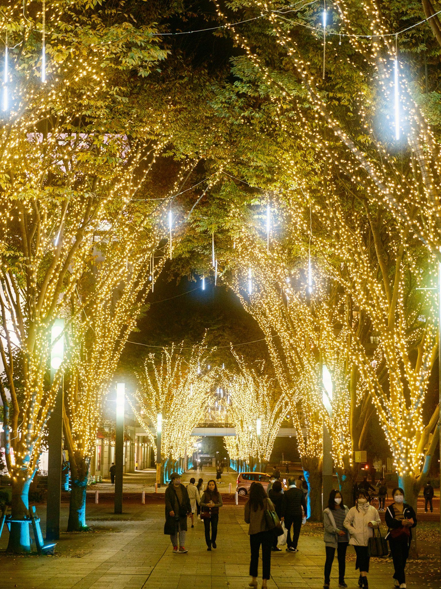 Viale alberato decorato con luci scintillanti di notte