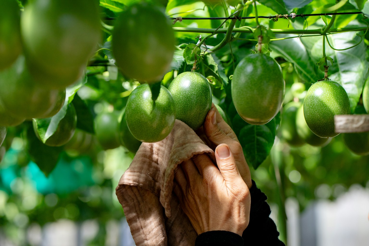 一隻手用布擦拭懸掛在藤上的綠色水果