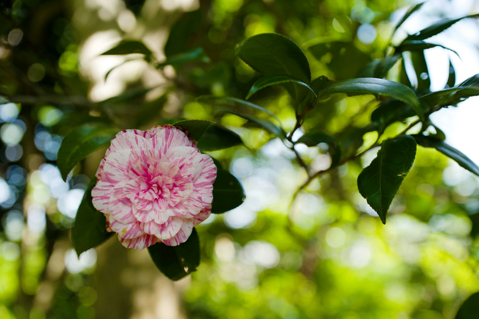Image of a pink flower with green leaves in a natural setting
