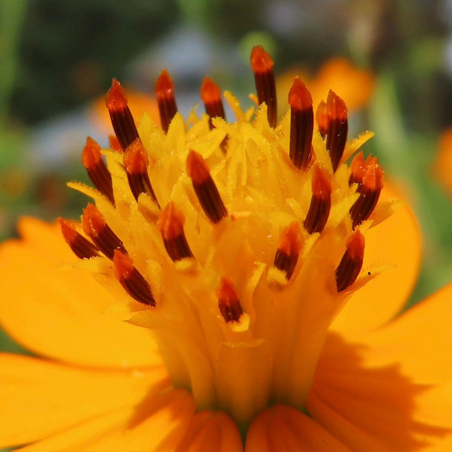 Primo piano di un fiore arancione vivace con pistilli gialli e stami marrone rossastro