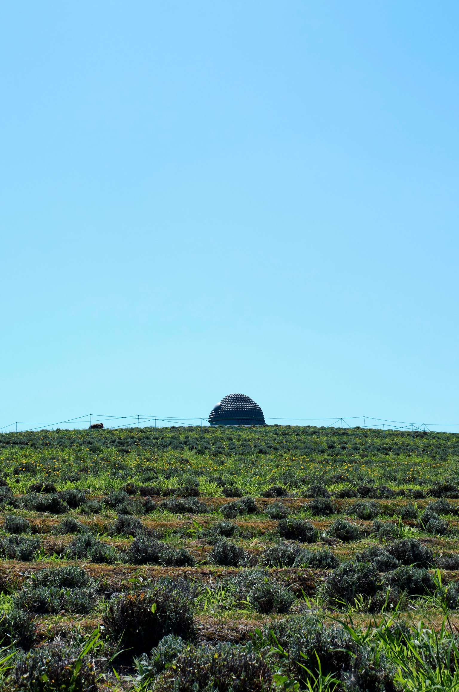 Grüne Felder unter einem blauen Himmel mit einem kuppelförmigen Gebäude in der Ferne