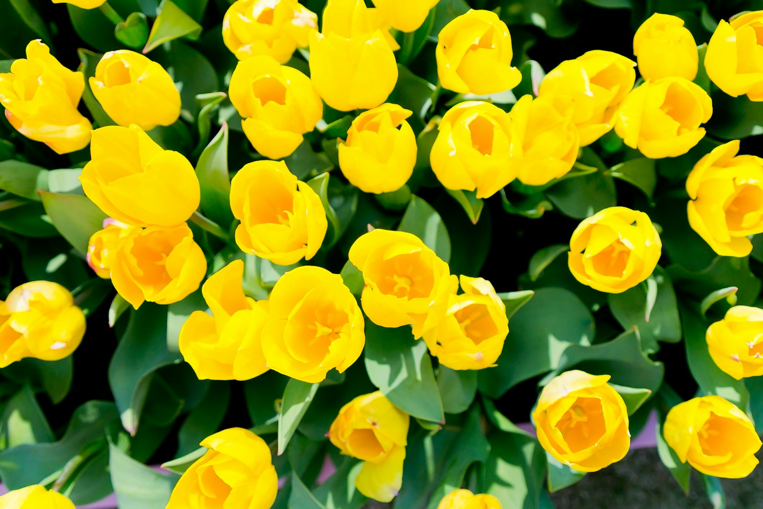 Một màn trình diễn sống động của hoa tulip vàng đang nở rộ