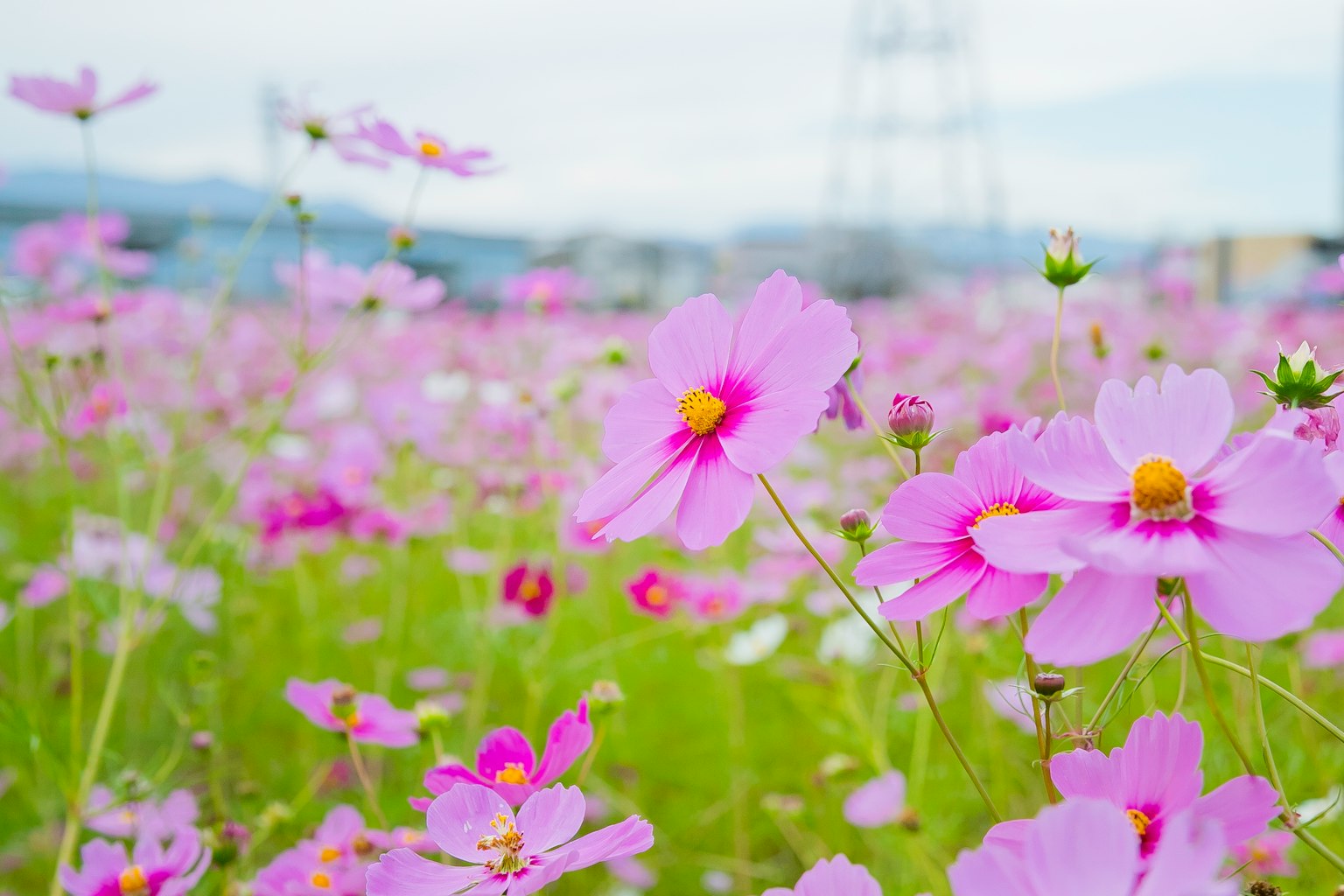 Campo di fiori viola in fiore con linee elettriche in lontananza