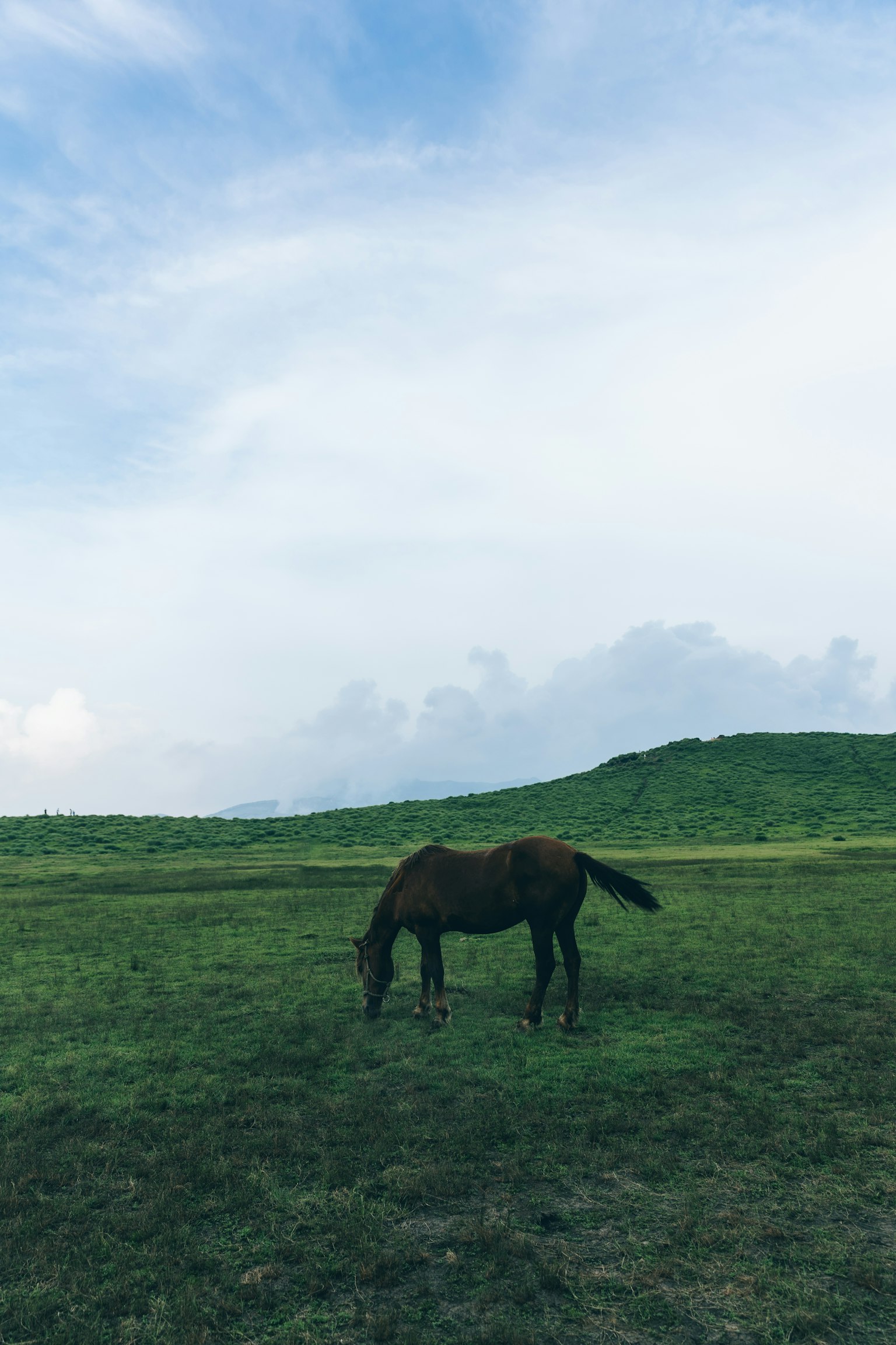 Un cavallo nero che pascola in un campo verde sotto un cielo azzurro