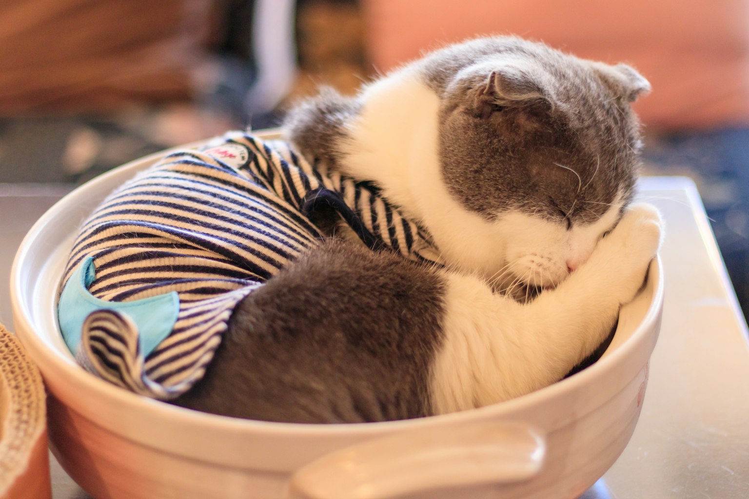 Un gato con un traje a rayas durmiendo en un tazón colorido