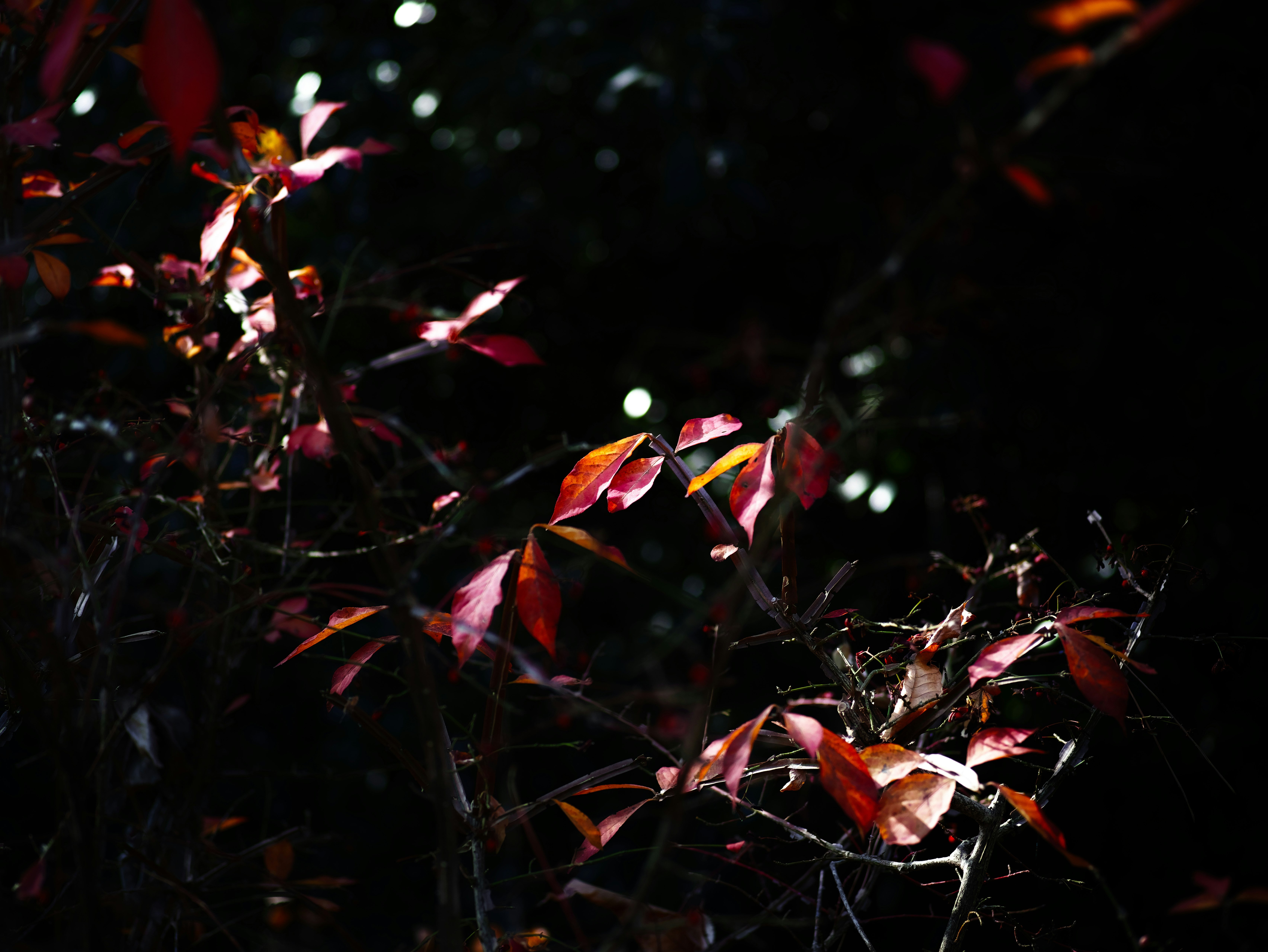 Red leaves reflecting light against a dark background