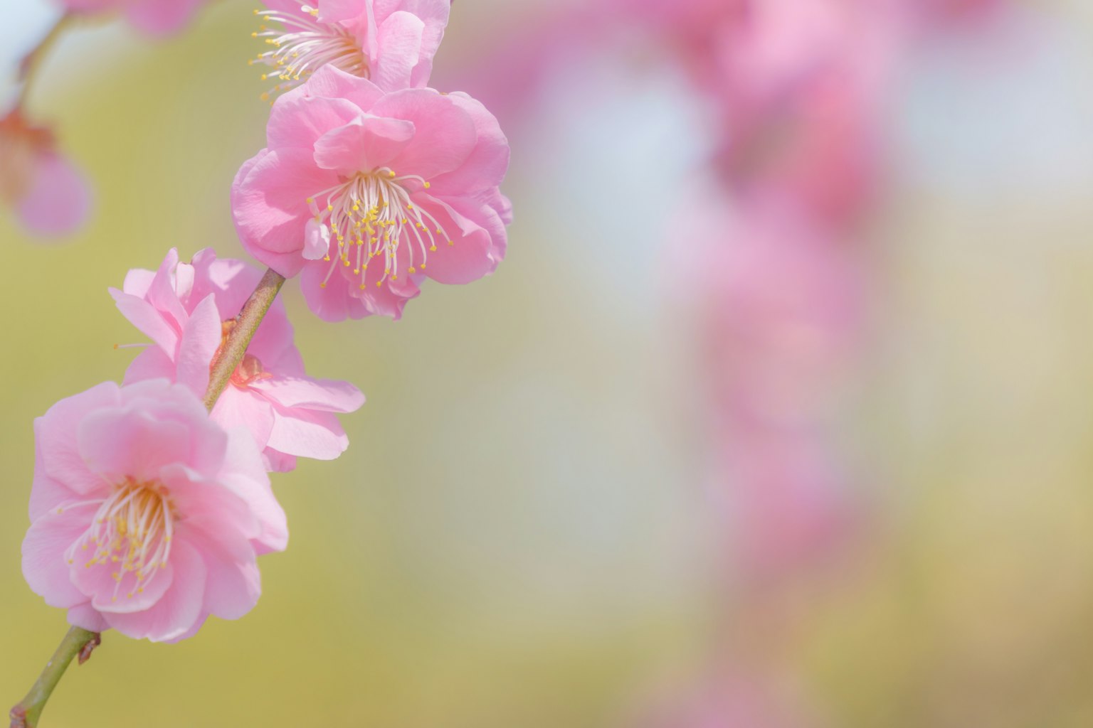Close-up of delicate pink flowers on a branch