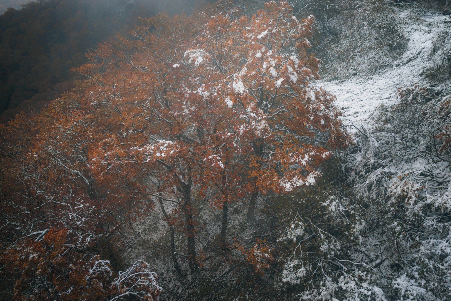 Un albero con foglie arancioni si erge in un paesaggio innevato