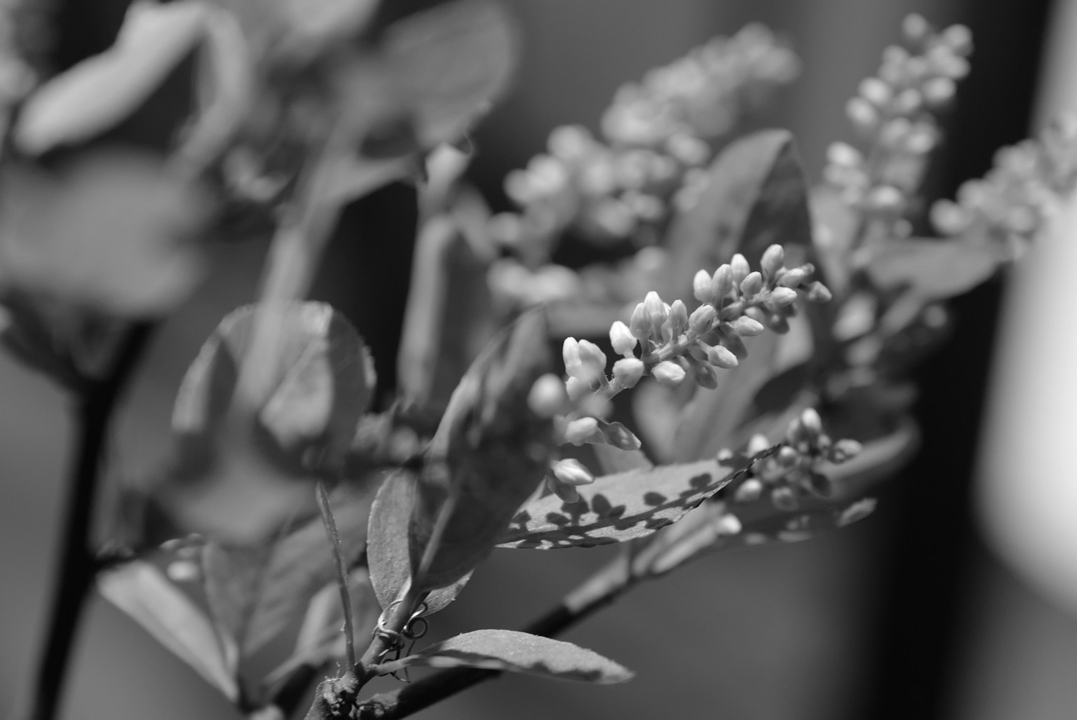 흑백 꽃과 잎의 클로즈업