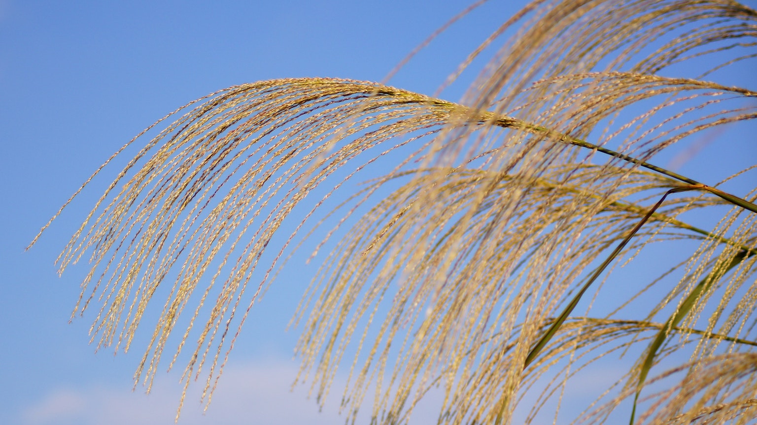 Bild von schlankem Gras mit Ähren vor blauem Himmel