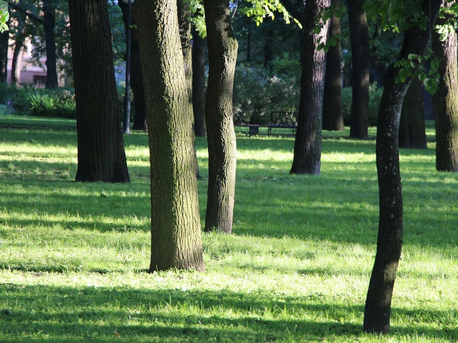 Un paysage d'arbres dans un parc verdoyant