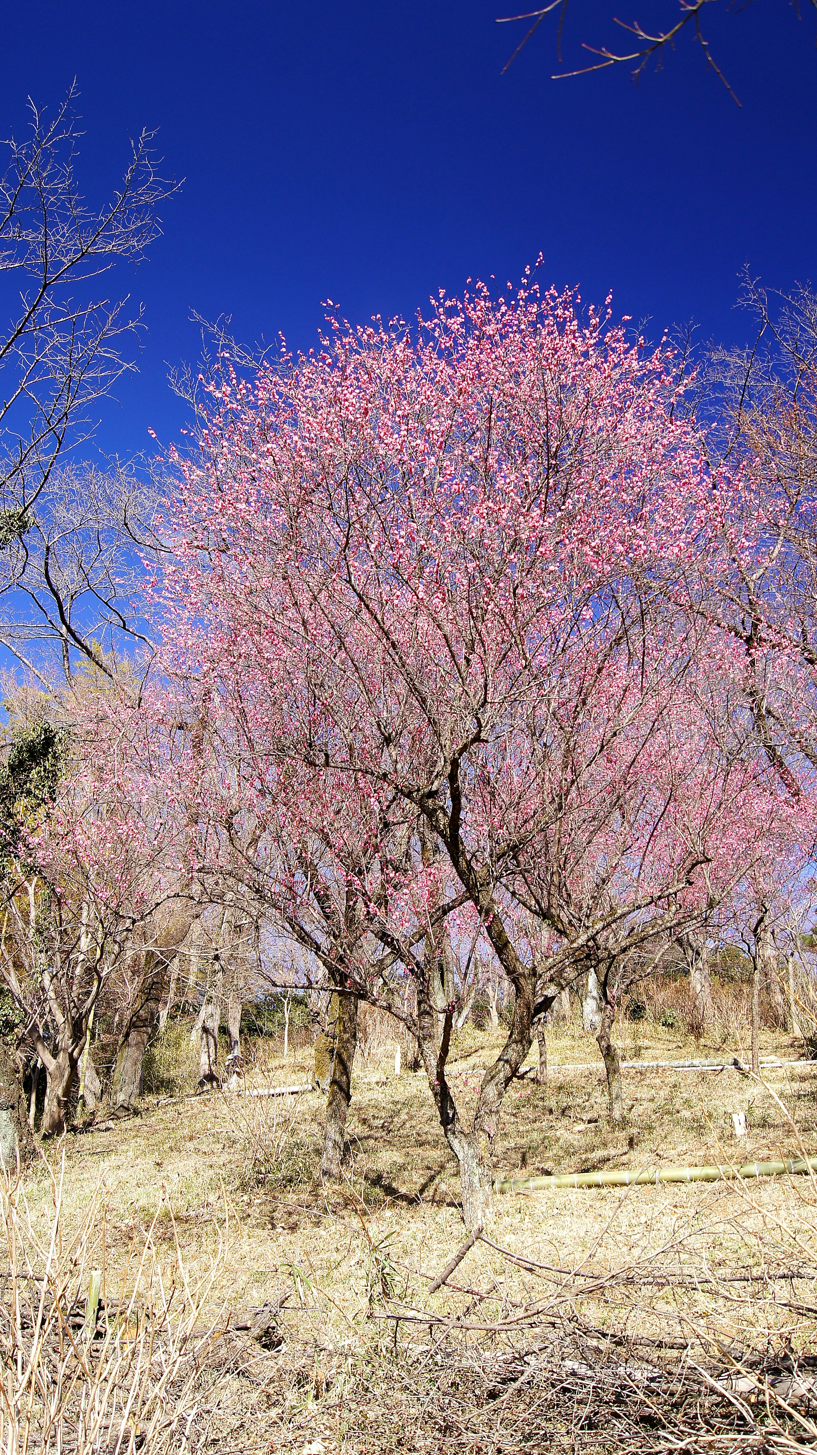 紅梅の園でピンクの花が咲く梅の木々と青空
