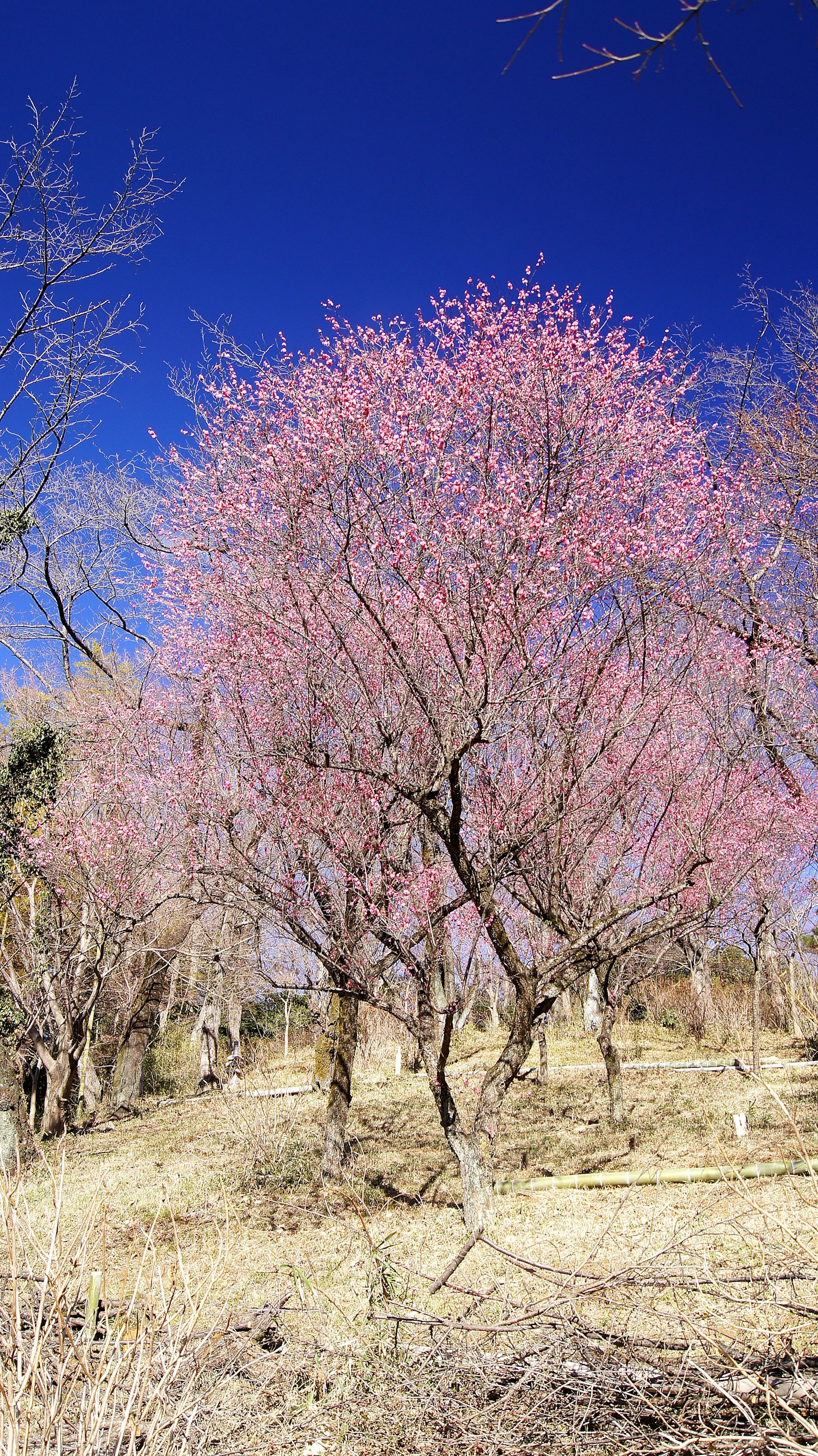 Pohon dengan bunga merah muda di bawah langit biru
