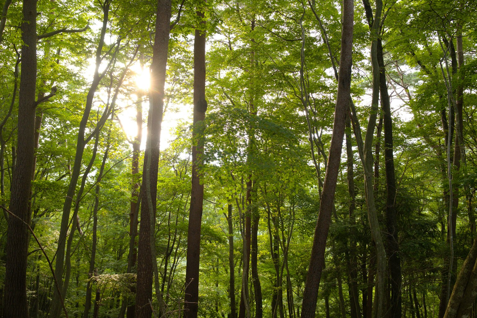 Sunlight filtering through lush green forest