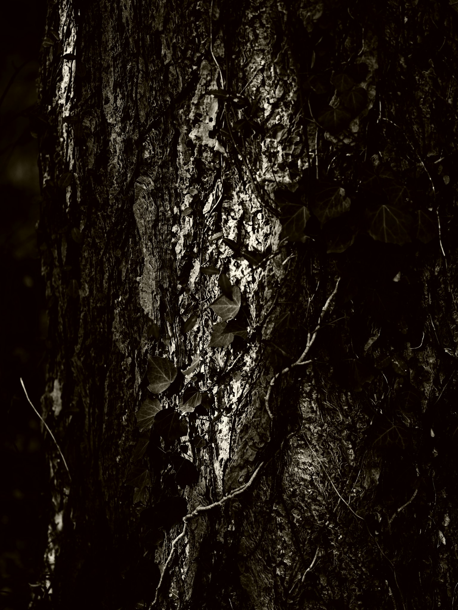 photo-1aQ5ABtyt7eUr5CXyVMc-image