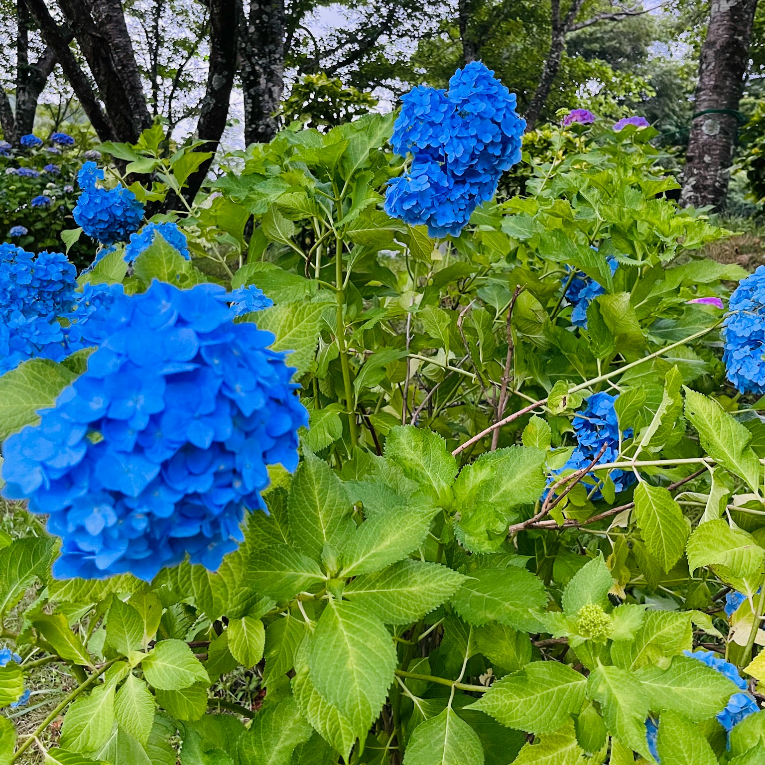 花园中绽放的鲜艳蓝色绣球花