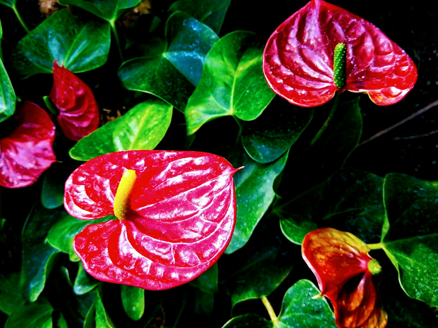 Acercamiento de flores de anthurium con pétalos rojos vibrantes y hojas verdes exuberantes