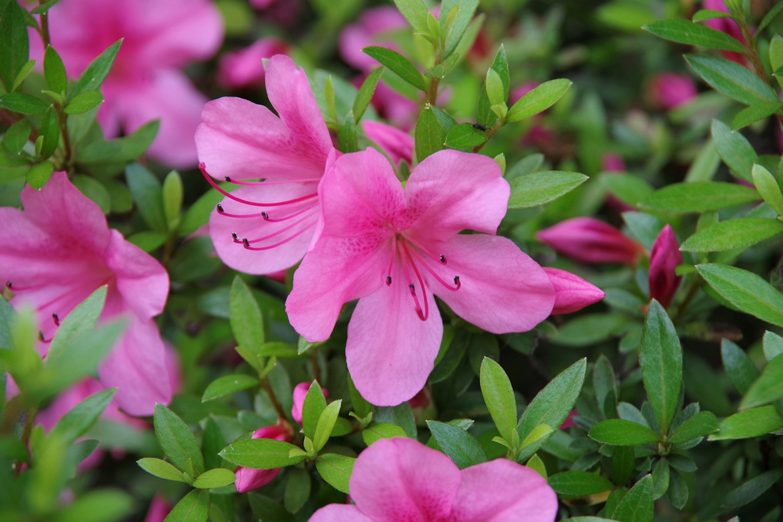 Primer plano de flores de azalea rosa vibrantes rodeadas de hojas verdes
