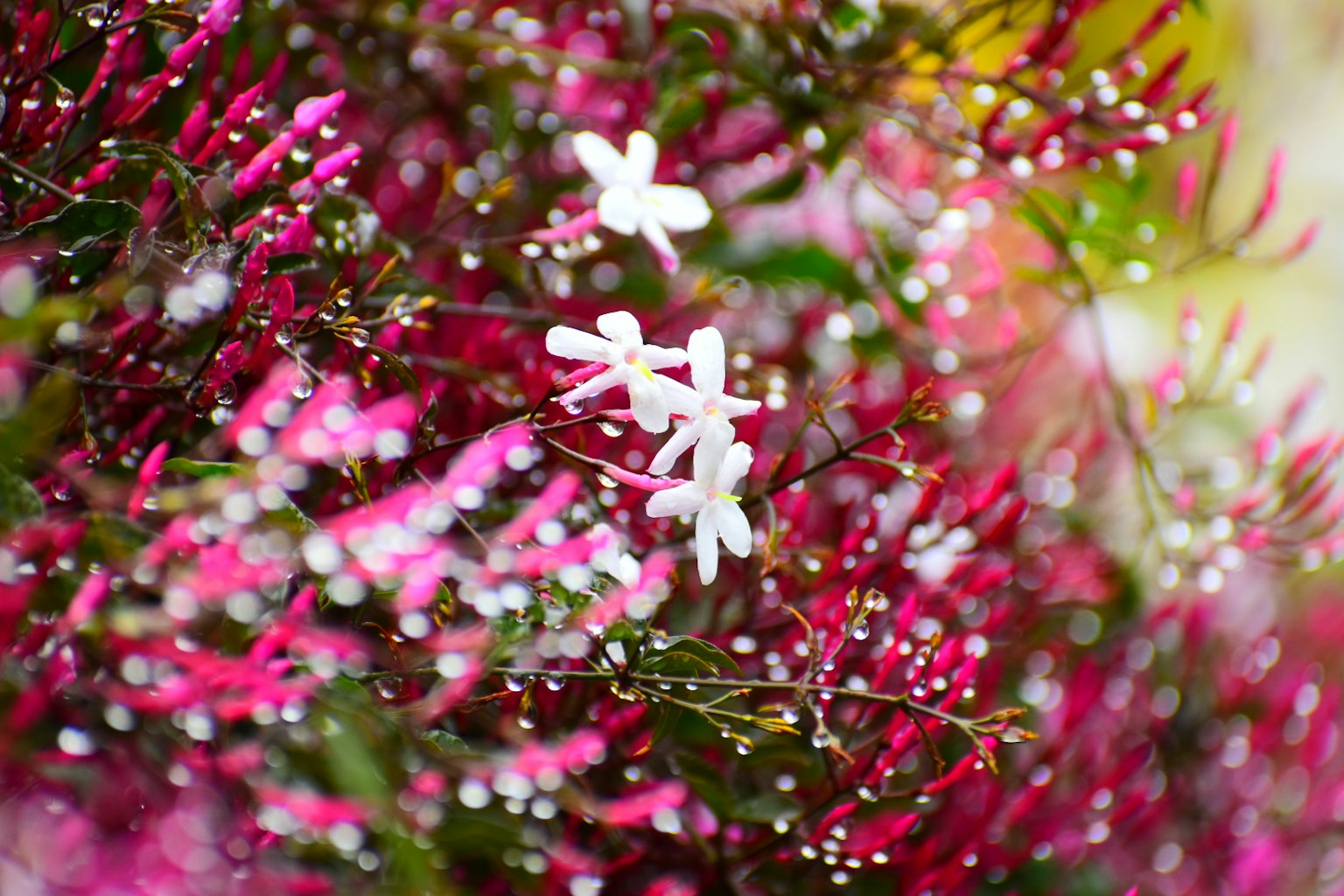 ภาพโคลสอัพของดอกไม้สีขาวท่ามกลางใบไม้สีชมพูที่มีหยดน้ำ