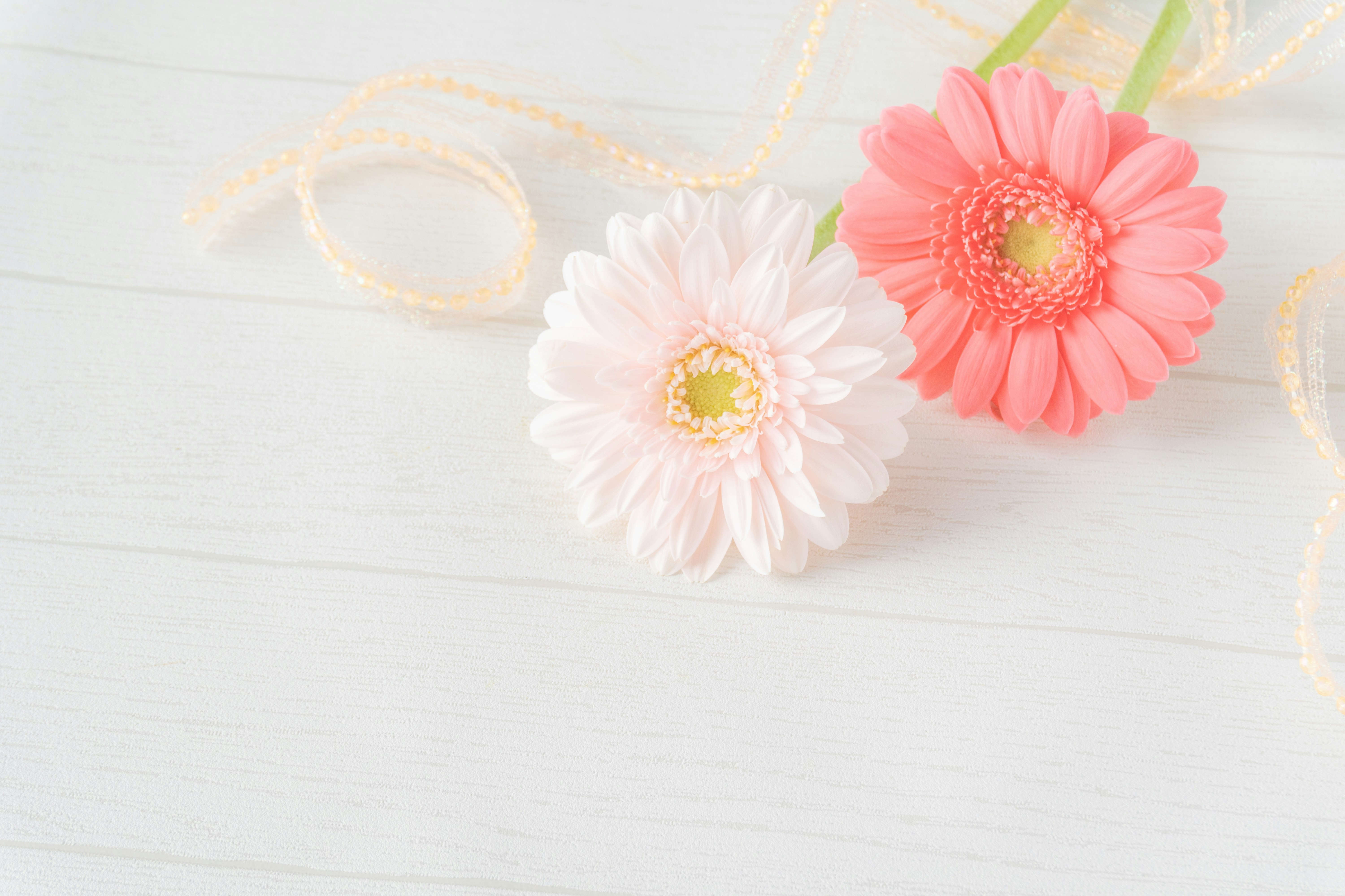 Flores de gerbera rosas y blancas sobre un fondo de madera blanca