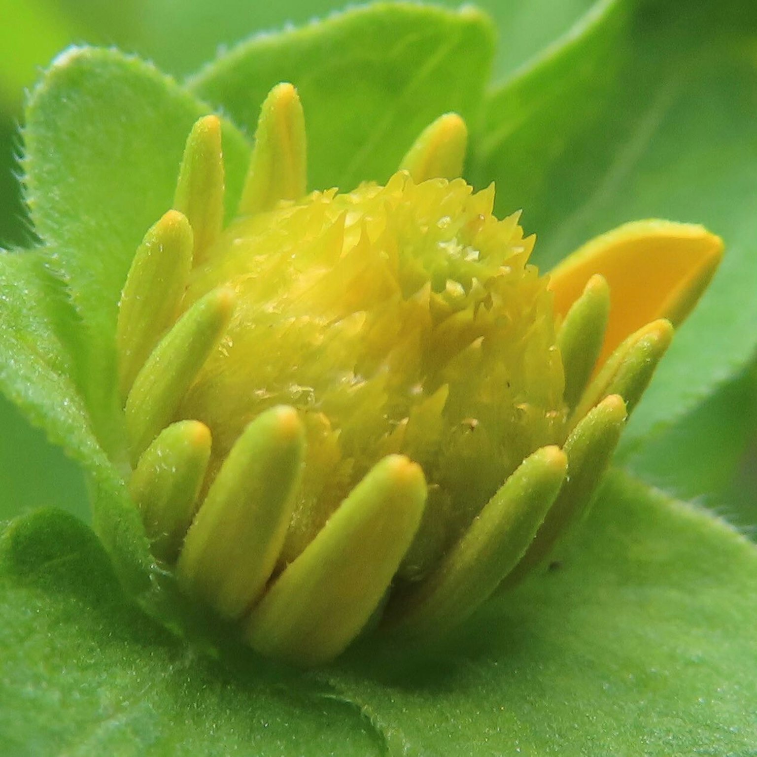 Vibrant yellow flower bud surrounded by green leaves