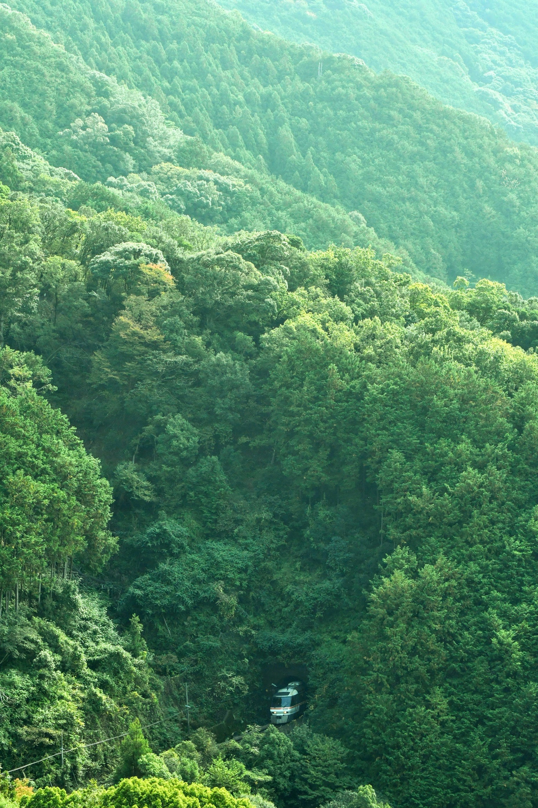山あいの緑の森を走る特急列車の一瞬の姿
