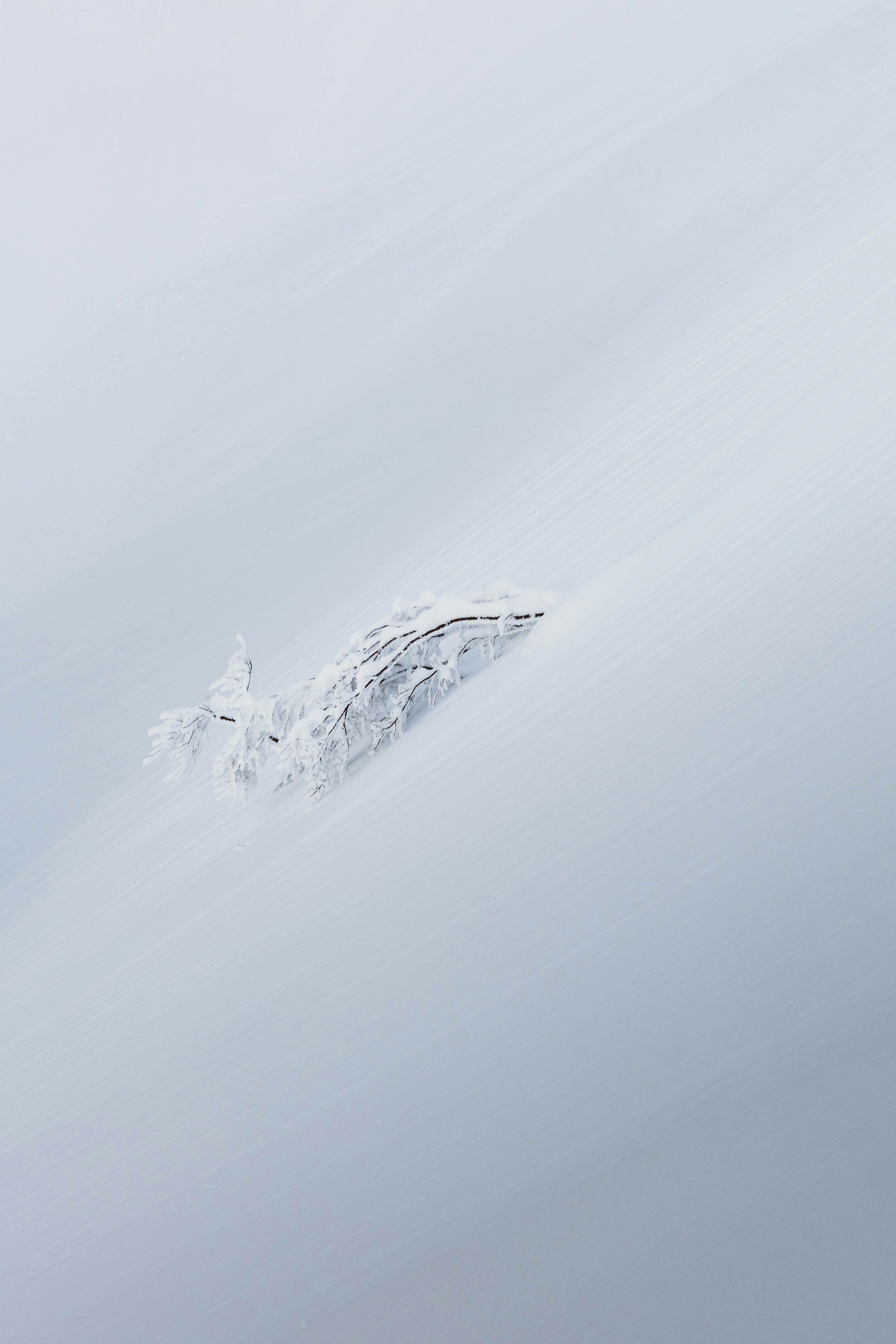 霧の中に浮かぶ雪山の稜線