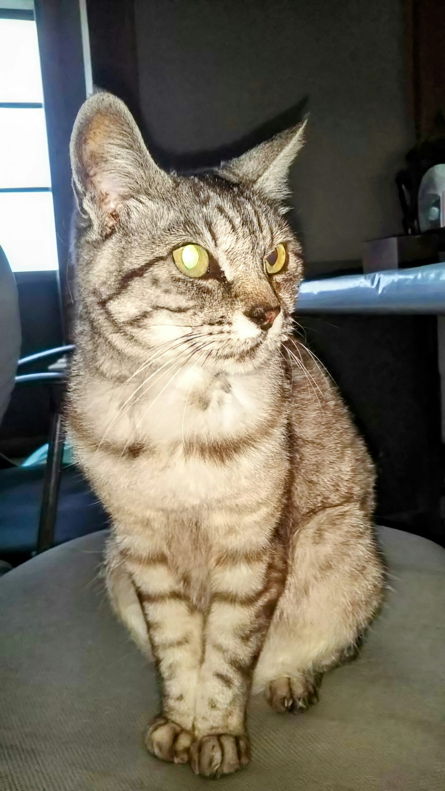 Kucing belang abu-abu duduk di atas meja