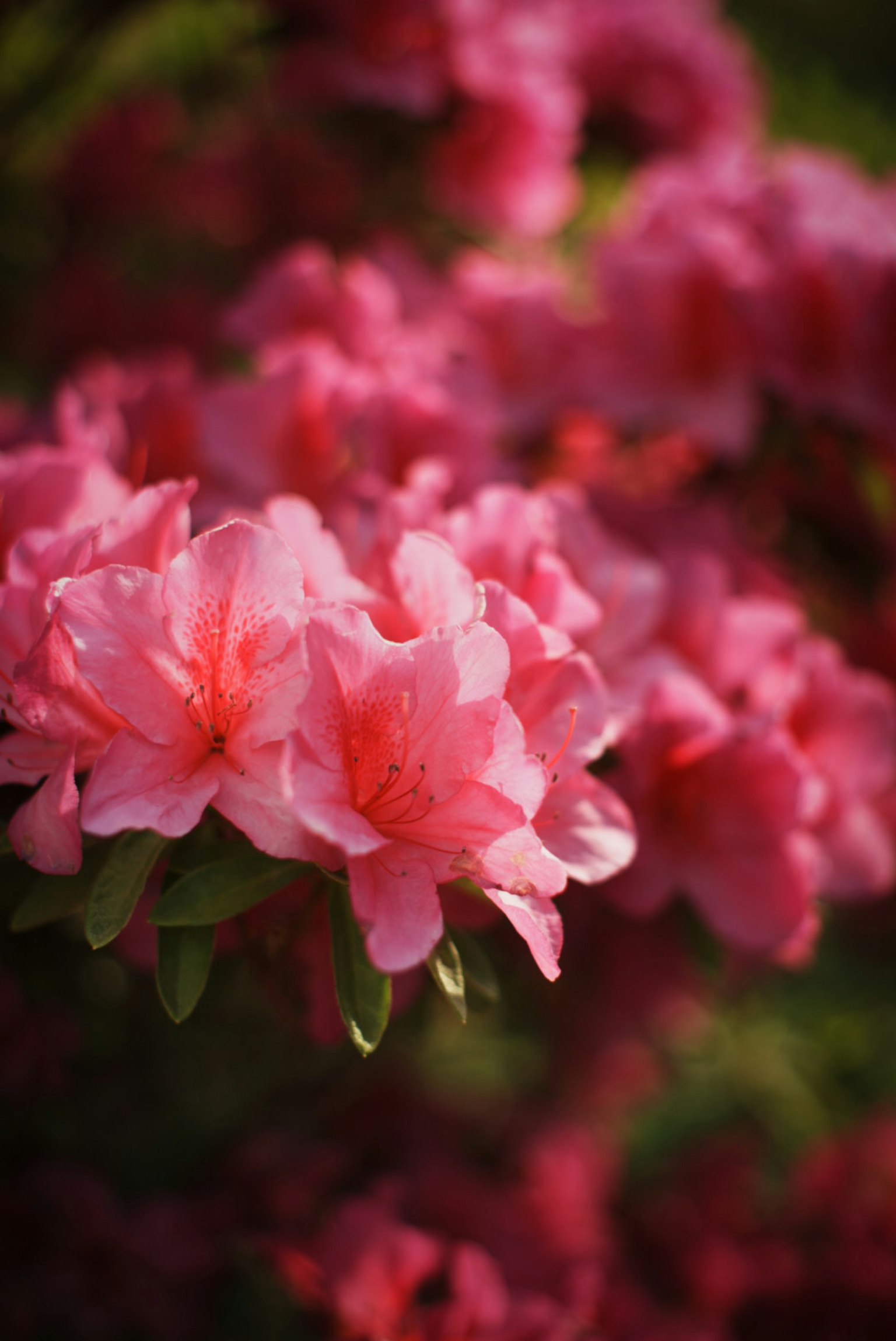Vibrant pink azalea flowers blooming