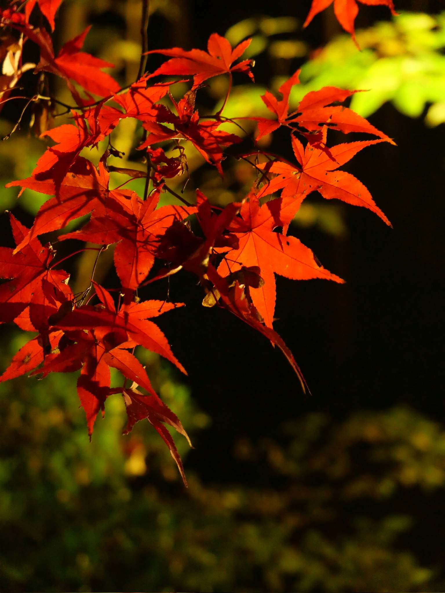 色づいたモミジの葉が枝に広がる秋の景色