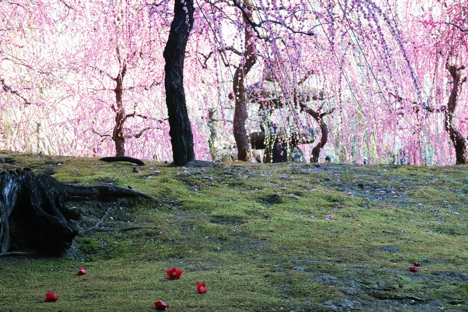 Pemandangan indah pohon sakura dengan bunga merah muda Tanah berlumut hijau yang tersebar dengan kelopak merah
