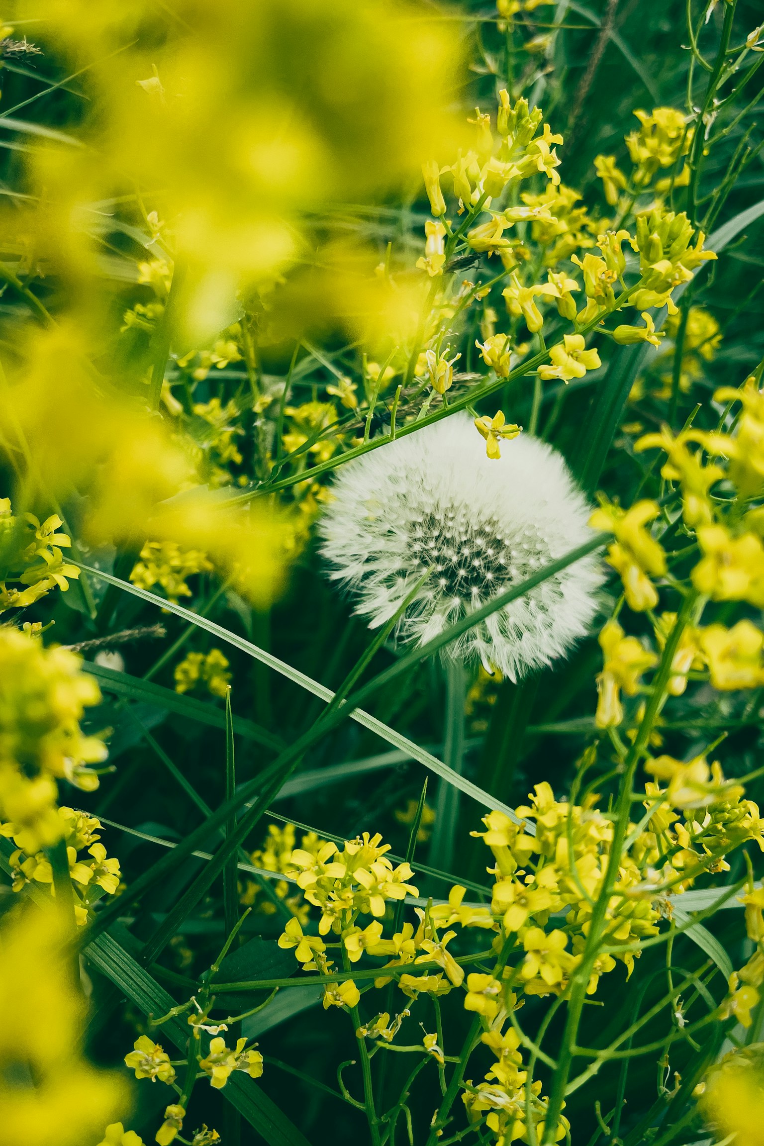Dandelion puff surrounded by bright yellow flowers